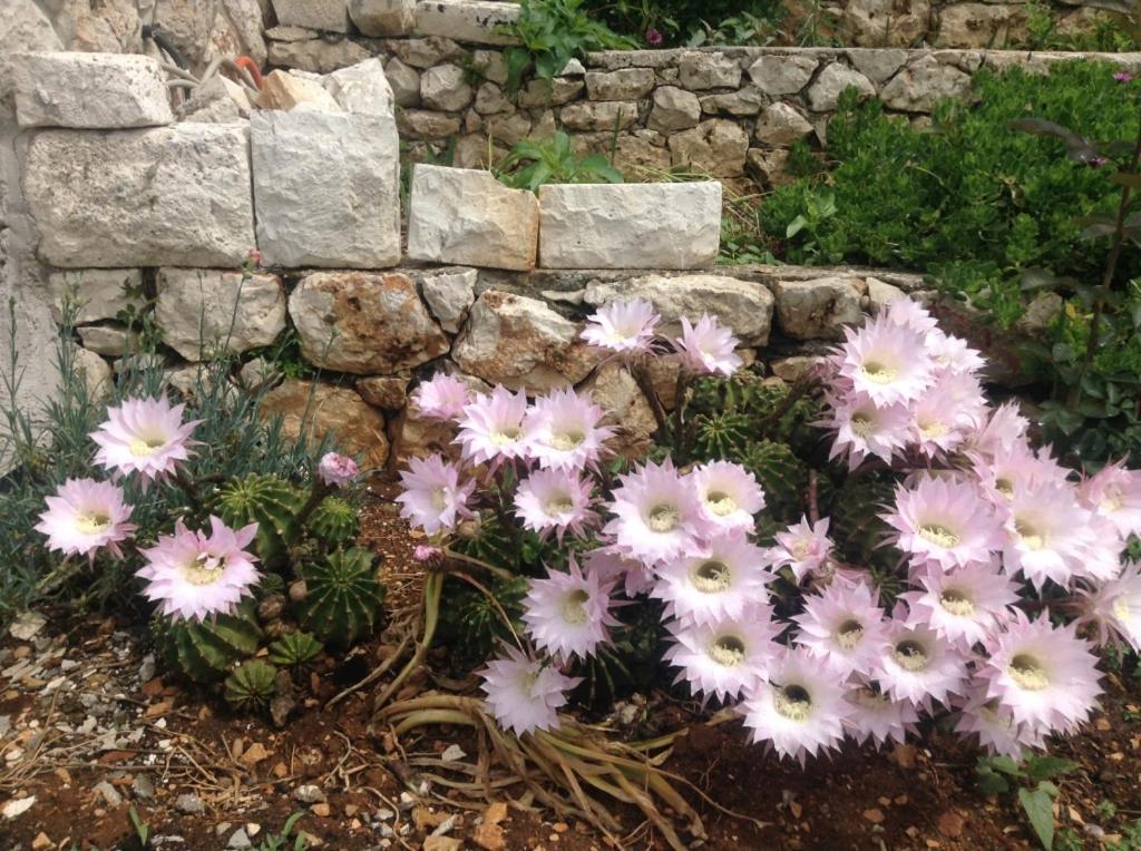 Seabreeze Hvar *